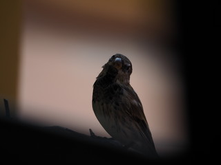 sparrow perched on the wall of a terrace
