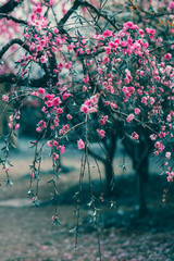 Pretty sakura blossom in Asia. Mysterious landscape. Tinted blue and purple photo. Natural floral background. Trees strewn with cherry blossoms. Trees in bloom
