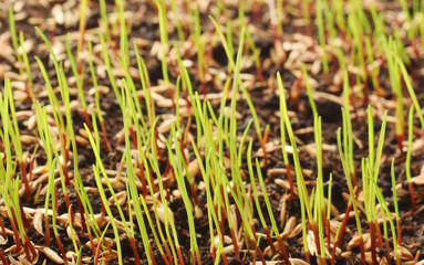 Young grass sprouts closed up