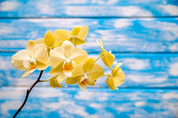 A branch of yellow orchids on a blue wooden background