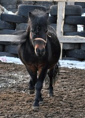 Pony runs naked in levada