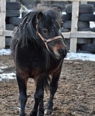 Portrait of a bay pony with a braided mane