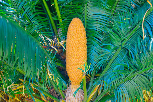 fetus on cicas palm - tropical natural background