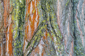 Populus nigra. Chopo del país. Álamo negro. Corteza de árbol con líquenes de diferente color. 