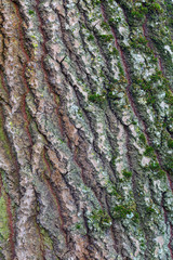 Populus tremula. Detalle de la parte inferior de la corteza rugosa y cubierta de líquenes del tronco de álamo temblón.