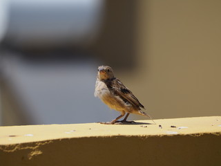 breeding sparrow perched watching from the wall of a terrace