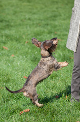 dachshund dog training