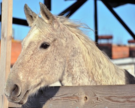 The grey terek horse looks out on the street