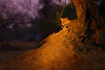 The African leopard (Panthera pardus pardus) big male in his territory in the last evening light....