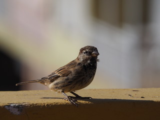 female sparrow perched watching from the wall of a terrace