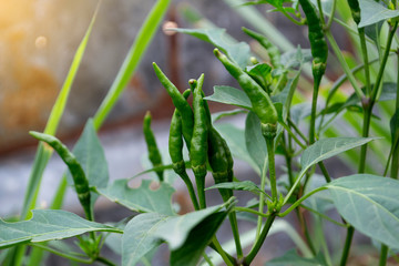 Planting organic chili in the garden.