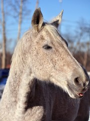 The grey horse shows his tongue
