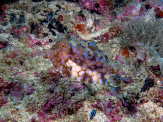 A Thornback Cowfish (Lactoria fornasini)