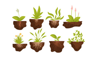 Green Plants and Flowers Growing with Their Roots in Soil Vector Set