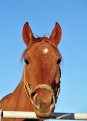 Portrait of a red horse and the march sky