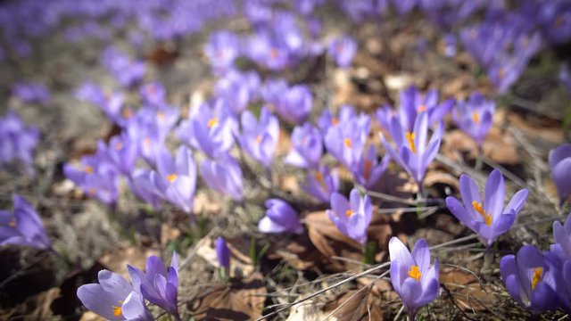 Macro of purple and white corcus flowers in the grass