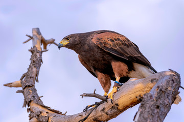 Falcon, used for falconry, perched on a tree branch