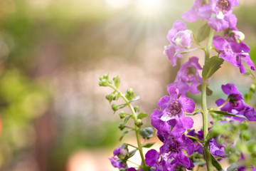 Obraz premium Close up beautiful Waew Wichian with sunlight. (Angelonia goyazensis Benth; Thai style forget-me-not)