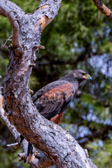 Falcon, used for falconry, perched on a tree branch