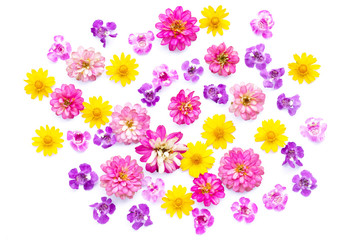 Flowers on white background. Overhead view. Flat lay. angelonia, creeping daisy, pink zinnia.