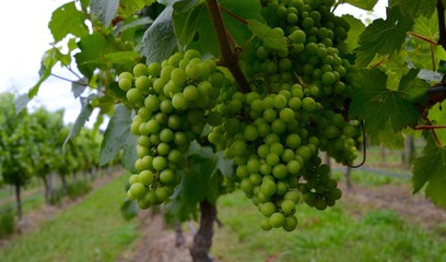 Large bunch of unripe green grapes on a vine on the Mornington Peninsula, Australia