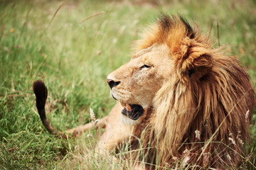 Close up of big lion in Africa