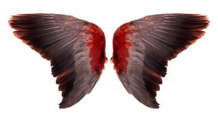 Angel wings an isolated on white background