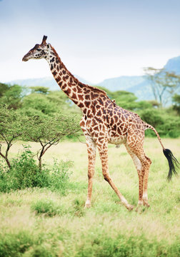 Shot of giraffe in Africa