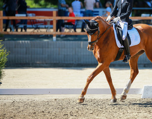 Dressage horse with rider in a dressage test, close-up with space for text. In the background you...