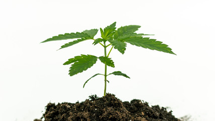 Close-up of young medical marijuana plant growing in the soil, isolated on white background. Cannabis sprout.
