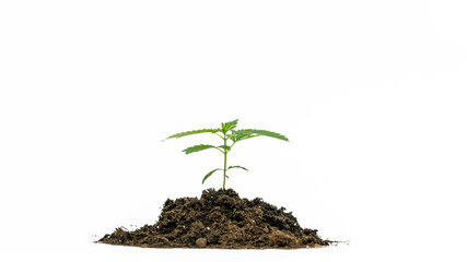 Close-up of young medical marijuana plant growing in the soil, isolated on white background. Cannabis sprout.