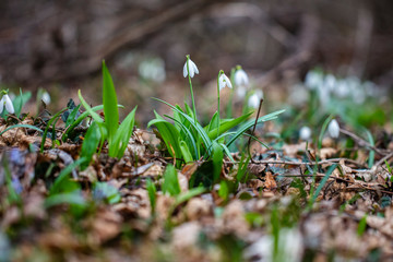 Snowdrop flowers (Galanthus nivalis). In the forest in the wild, snowdrops are first sign of the spring. 