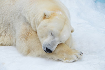 polar bear in snow