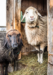 cute sheeps