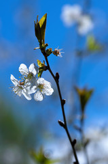 White cherry flowers with yellow stamens on a sunny spring day vertical orientation
