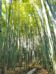 Fototapeta premium Świątynia Hokokuji w Kamakura w Japonii