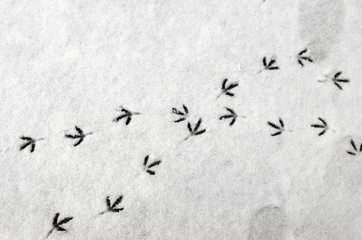 Bird footprints on the snowy asphalt, bird steps, path, ways that cross.