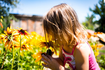 child sniffs a rudbeckia flower. the flower exudes aroma - obrazy, fototapety, plakaty
