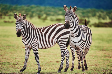 Two beautiful zebras in Africa © gpointstudio