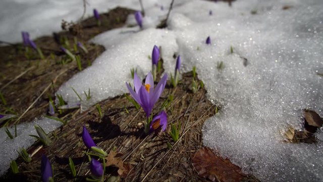 bunch blue saffron crocus first spring flower bloom closeup between last snow