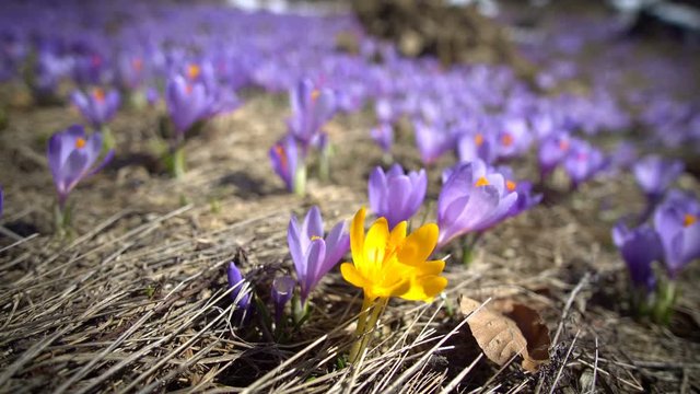 Beauty of wildgrowing spring flowers crocus blooming in spring