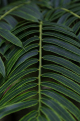 Green leaves pattern background