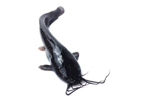 African catfish isolated on white backgound