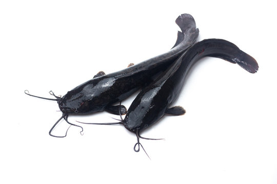 African catfish isolated on white backgound