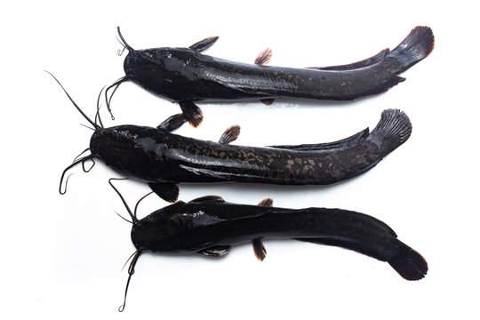 African catfish isolated on white backgound