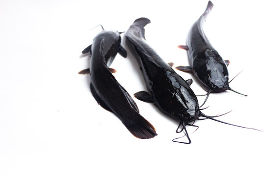 African catfish isolated on white backgound