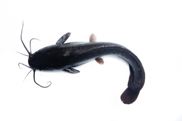 African catfish isolated on white backgound