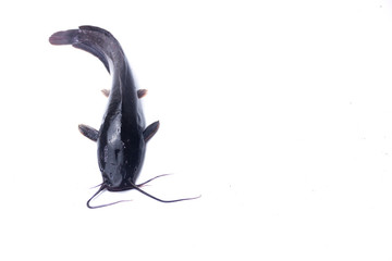 African catfish isolated on white backgound