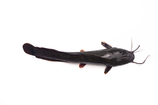 African catfish isolated on white backgound