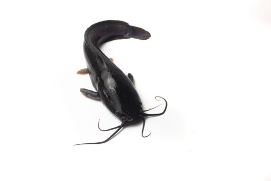 African catfish isolated on white backgound